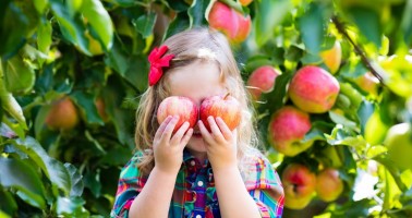 Jak zpracovat letní ovocnou úrodu? Zavařit