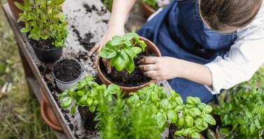 Zdravá kuchyně: Vypěstujte si bylinky v květináči