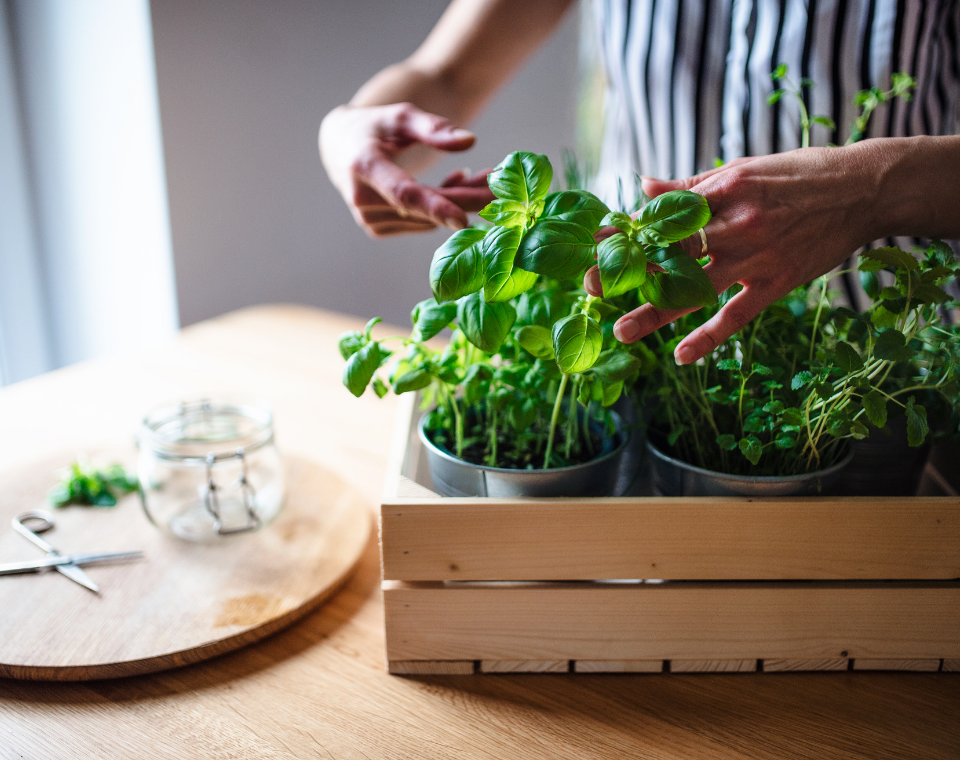 Libecek Pestovani V Kvetinaci (libíčku květináči, vegetačního období, libíček květináči) Libecek Pestovani V Kvetinaci